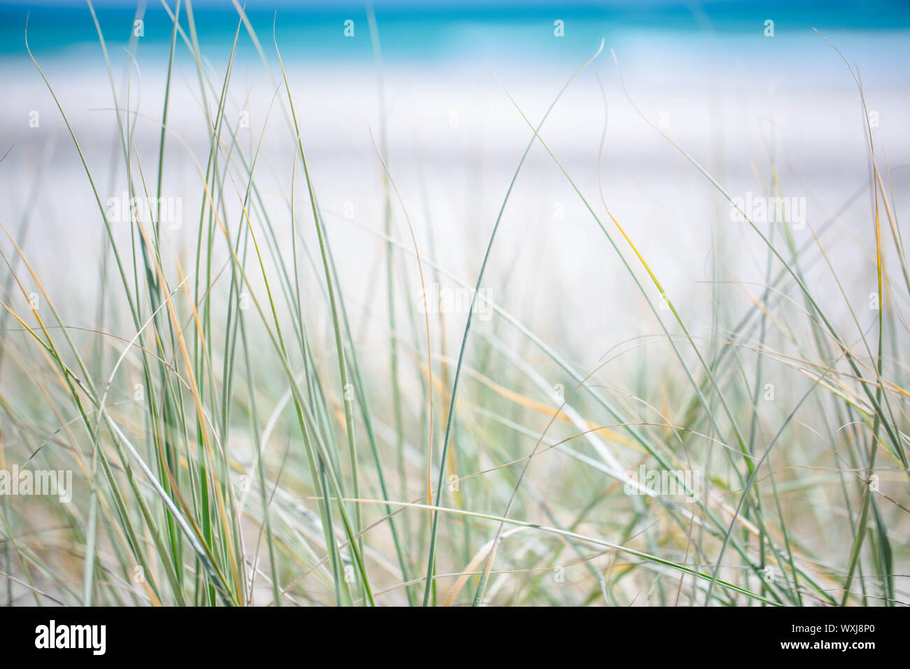 Close-up of sea grass growing on beach, Australia Stock Photo