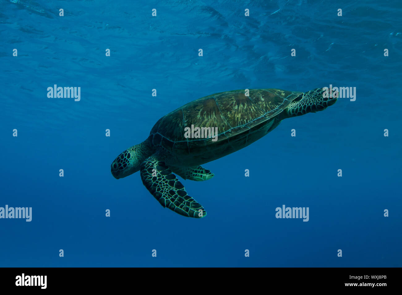 Sea turtle swimming in ocean, Lady Elliot Island, Great Barrier Reef, Queensland, Australia Stock Photo