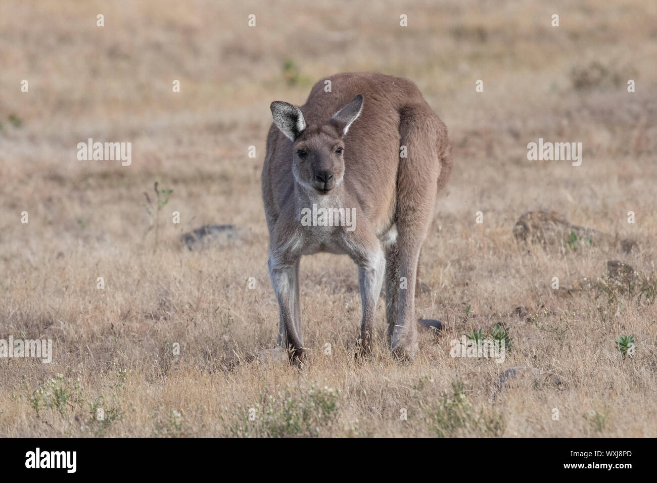 Portrait of a kangaroo in the outback, Australia Stock Photo