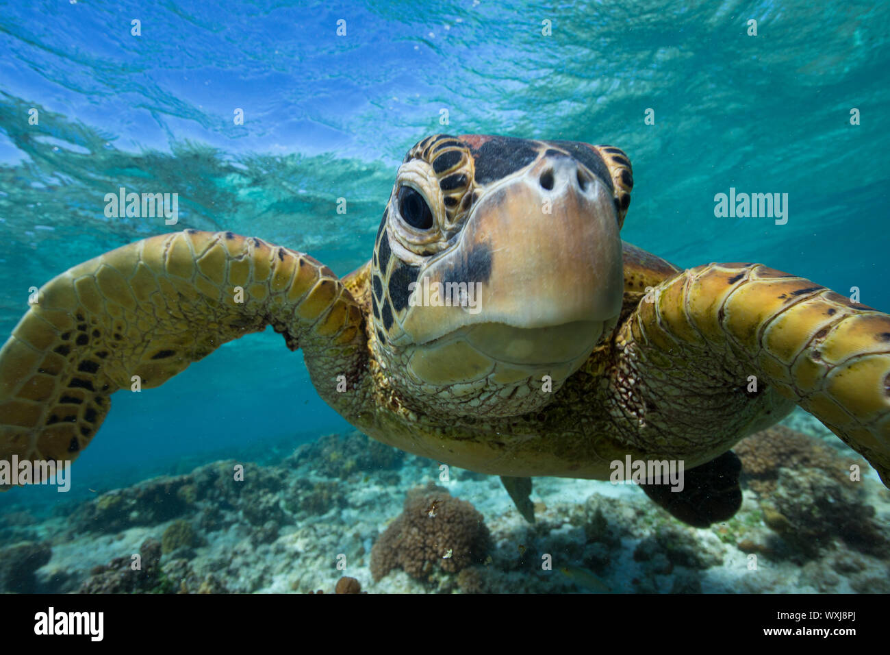 Portrait of a sea turtle swimming over a coral reef, Lady Elliot Island, Great Barrier Reef, Queensland, Australia Stock Photo