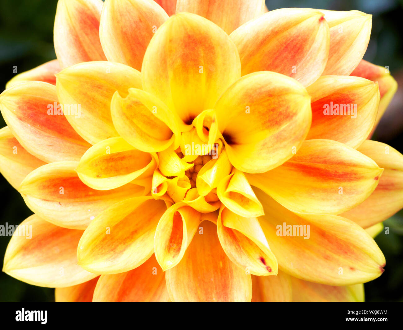 Dahlia Flower, Asteraceae Stock Photo