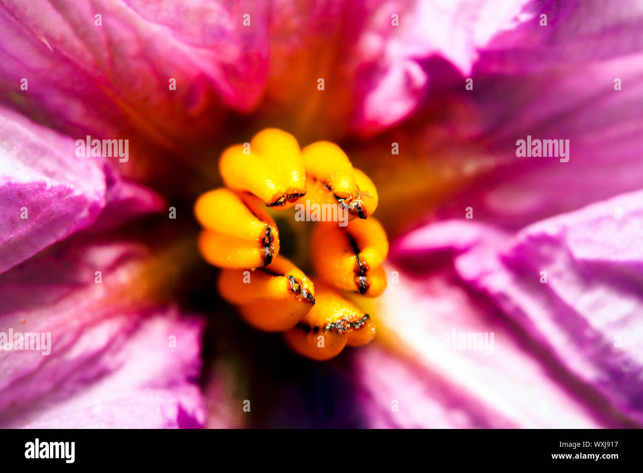 Aubergine flower (Solanum melongena) Stock Photo
