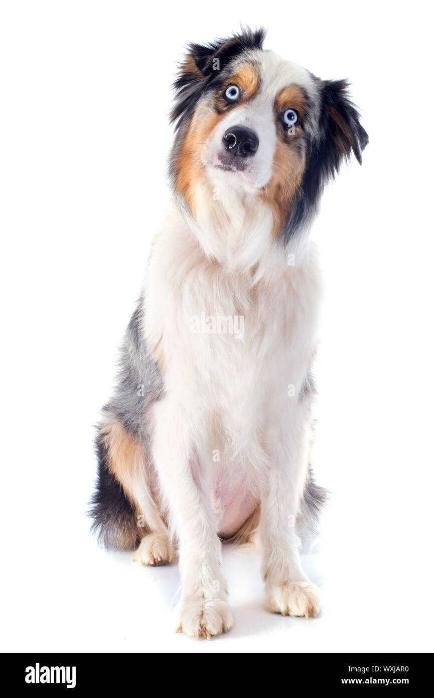 purebred australian shepherd in front of white background Stock Photo ...