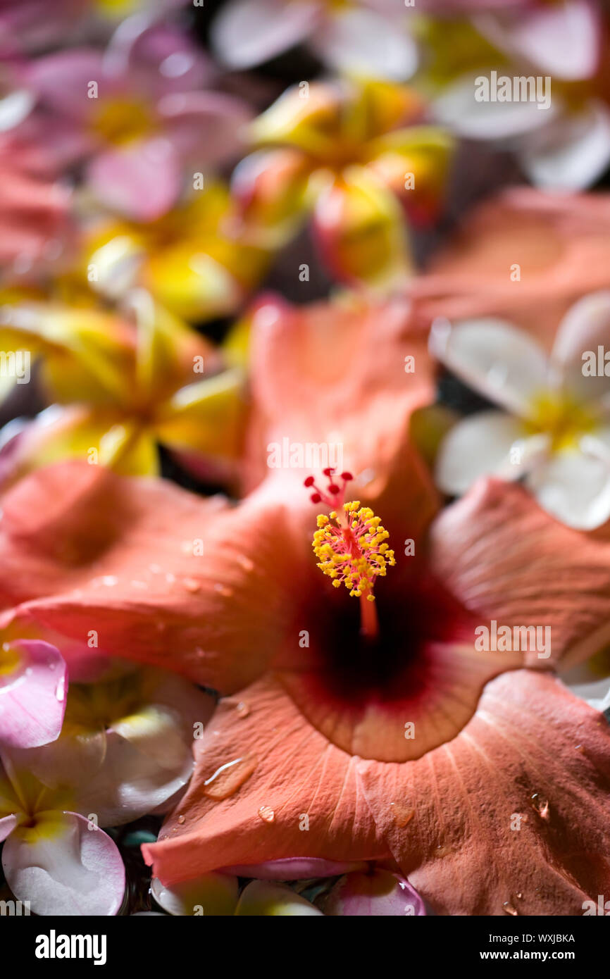 Hibiscus and yellow, pink and white frangipani flowers in water Stock — free download
