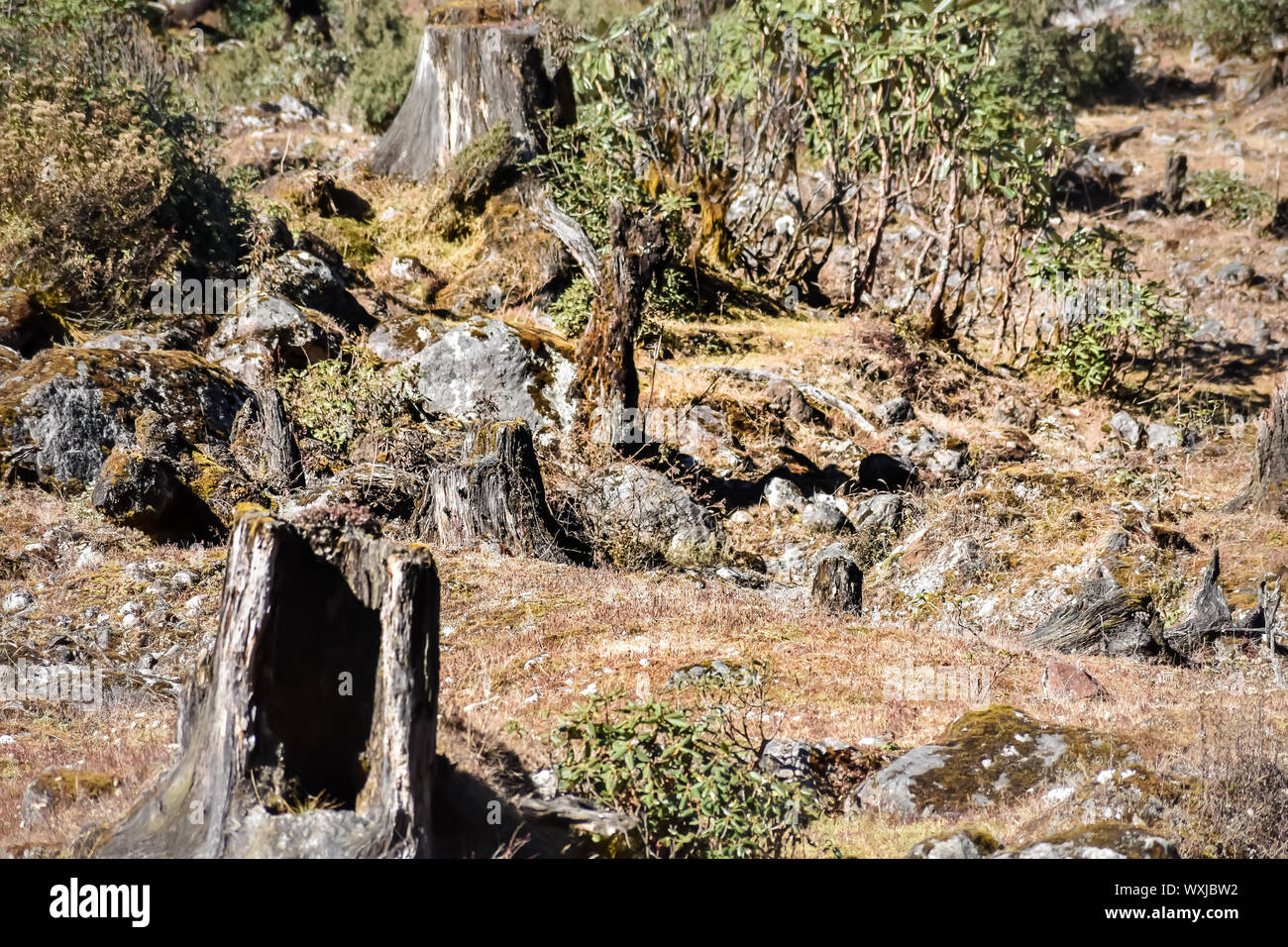 Burning Tree stumps of a fire burned forest with trees cut down after a