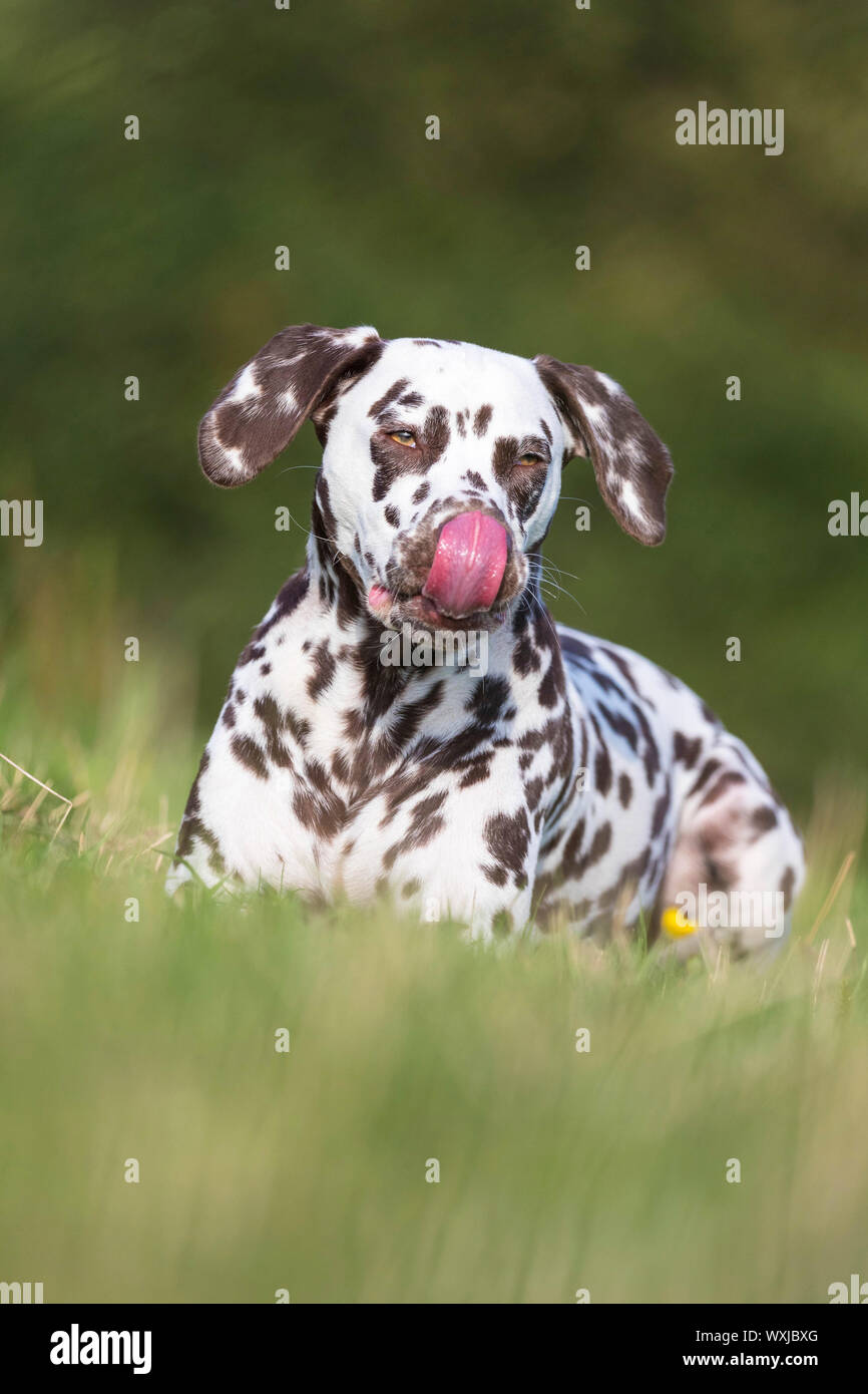 Dalmatian. Adultlying in grass, licking its nose. Germany Stock Photo