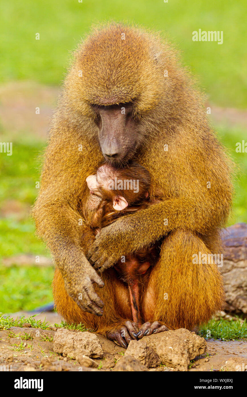 Guinea Baboon (Papio papio) Mother and baby Stock Photo