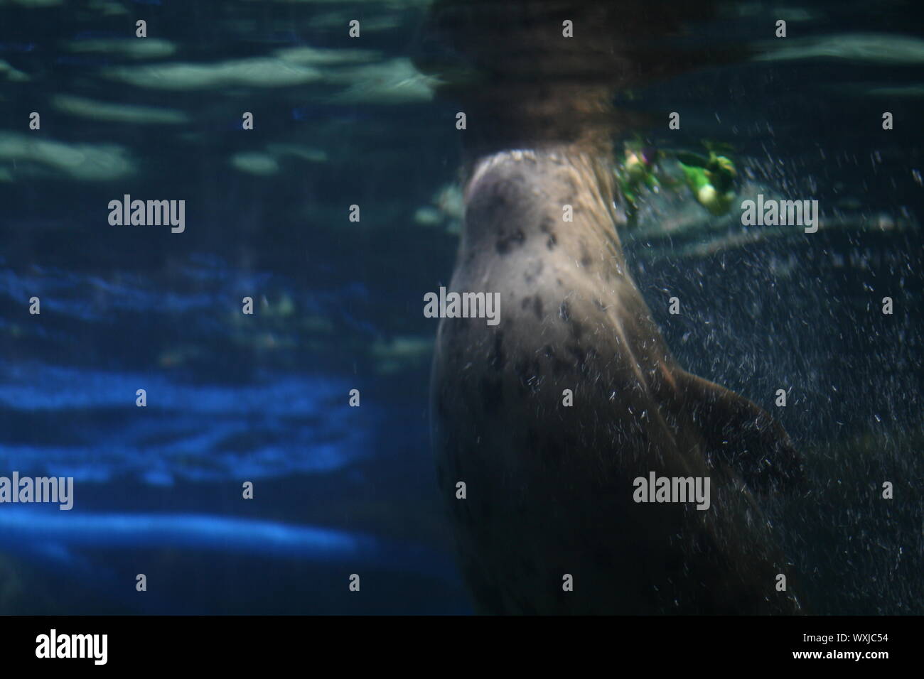 Seal aquatic animal hi-res stock photography and images - Alamy