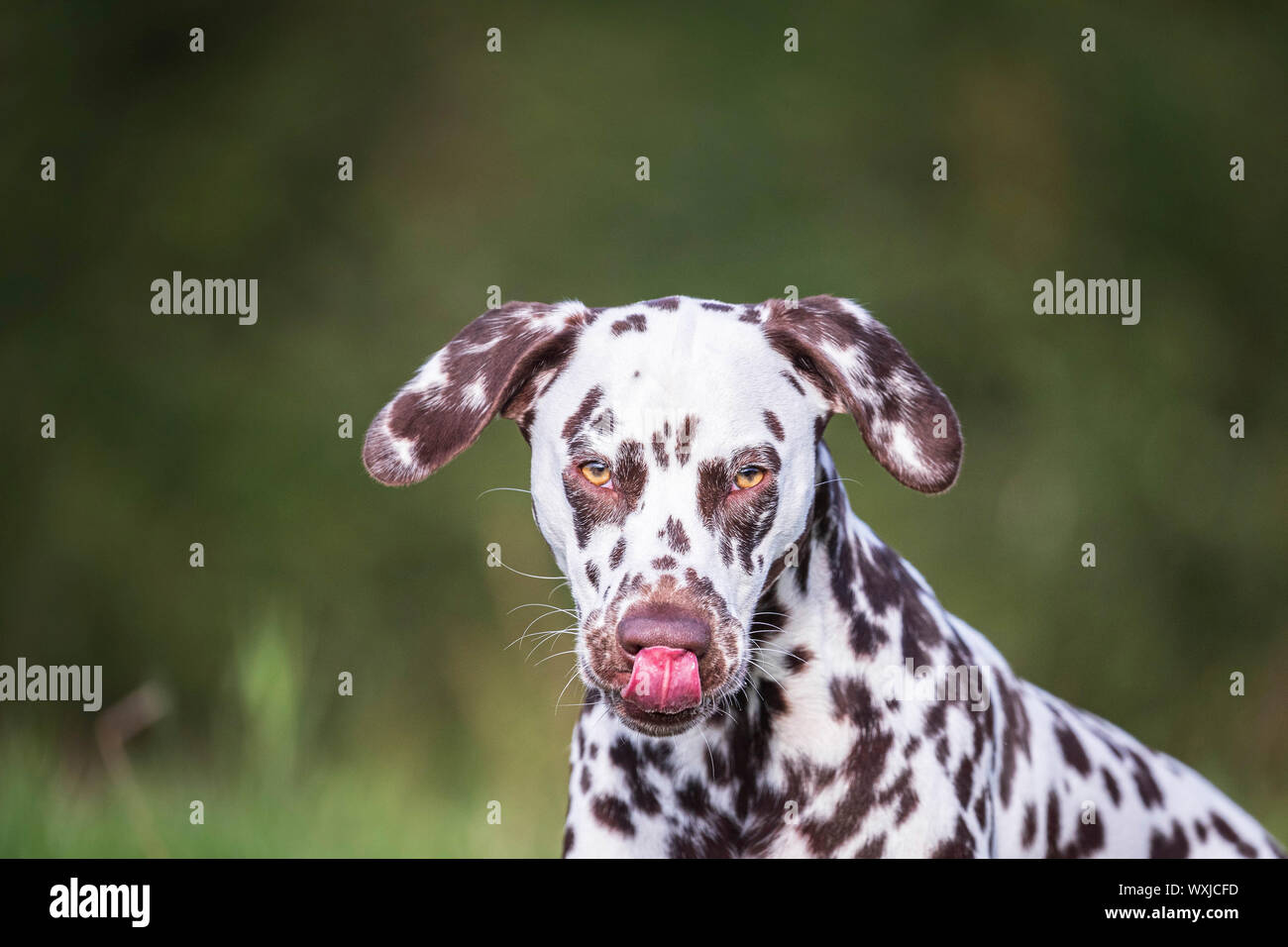 Dalmatian. Portrait of adult, licking its nose. Germany Stock Photo