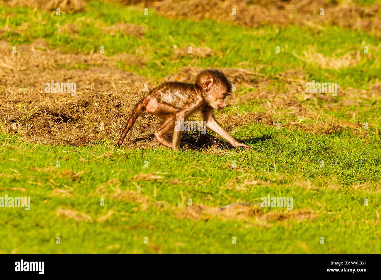 Guinea Baboon (Papio papio) Baby on Grass Stock Photo