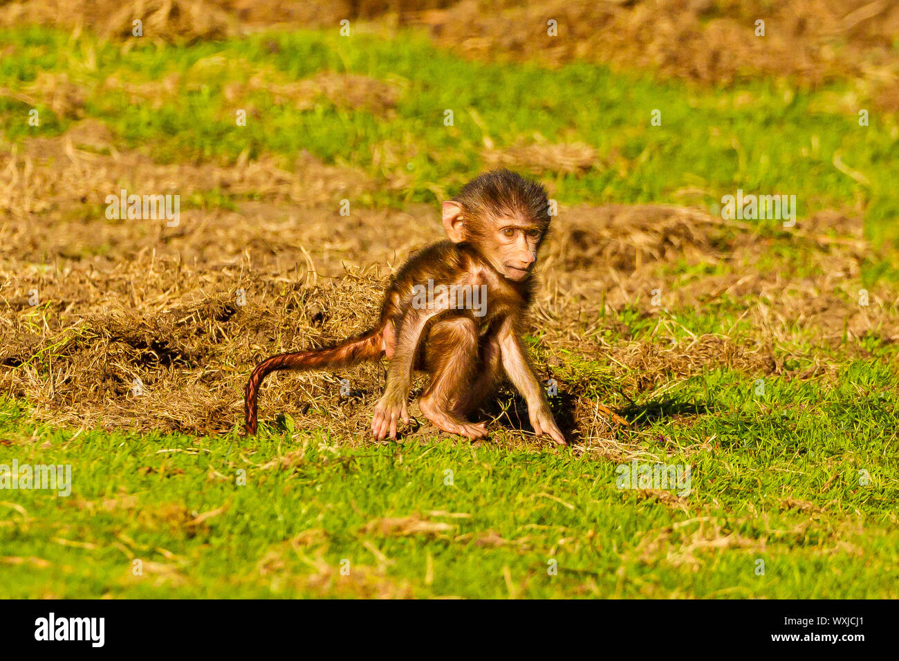 Guinea Baboon (Papio papio) Baby on Grass Stock Photo