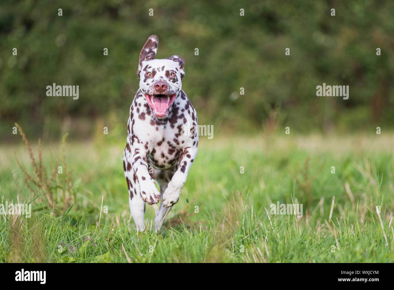 Dalmatian running on a meadow. Germany Stock Photo