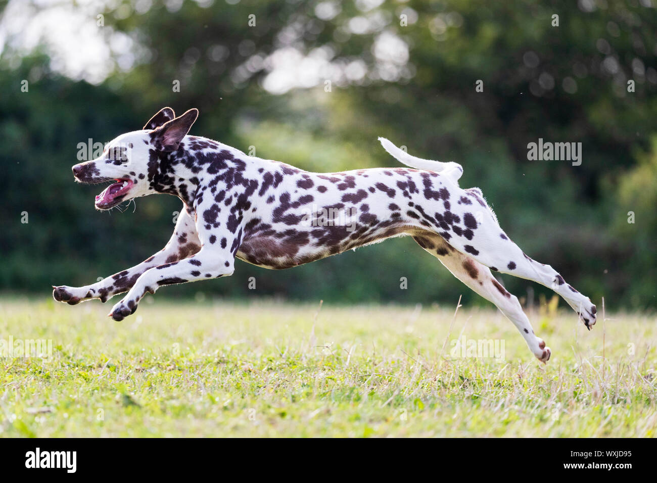 Dalmatian running on a meadow. Germany Stock Photo