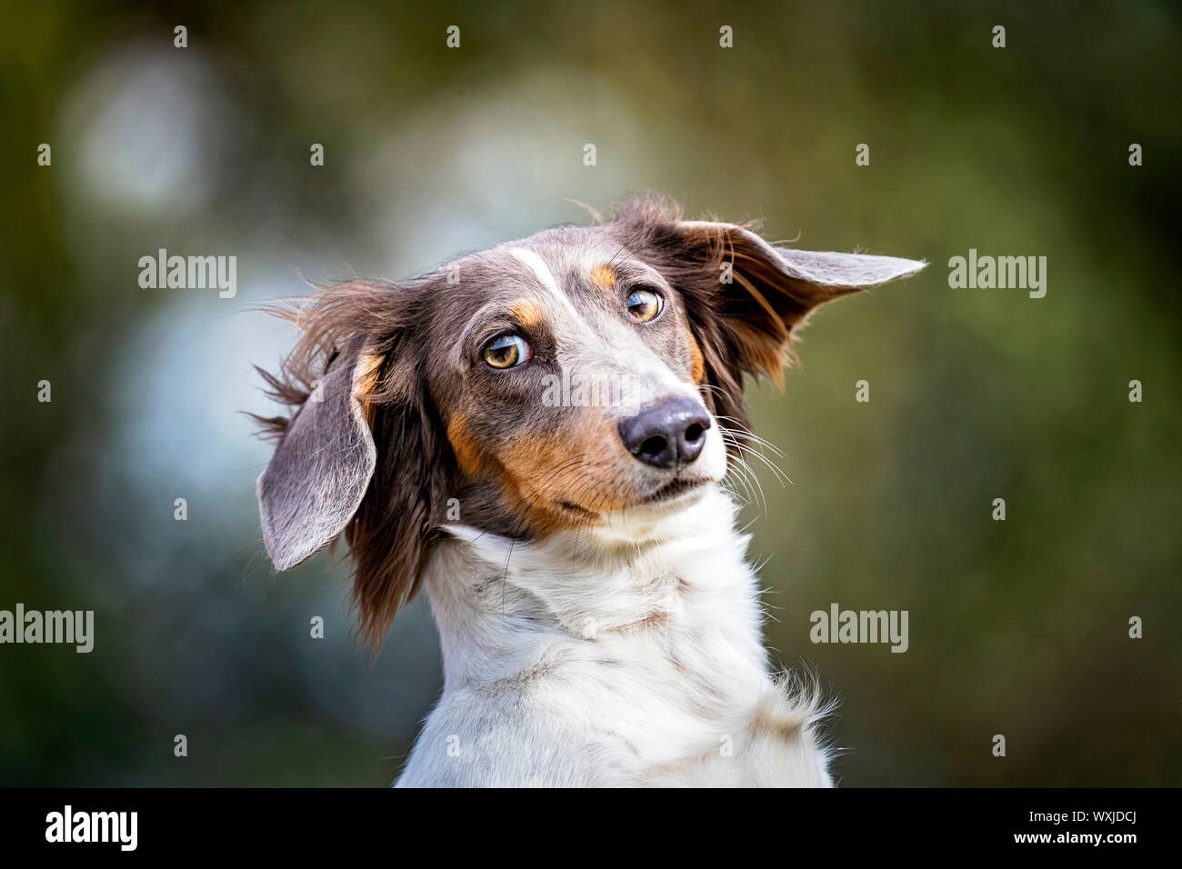 Long-haired Dachshund. Portrait of dapple adult.  Germany Stock Photo