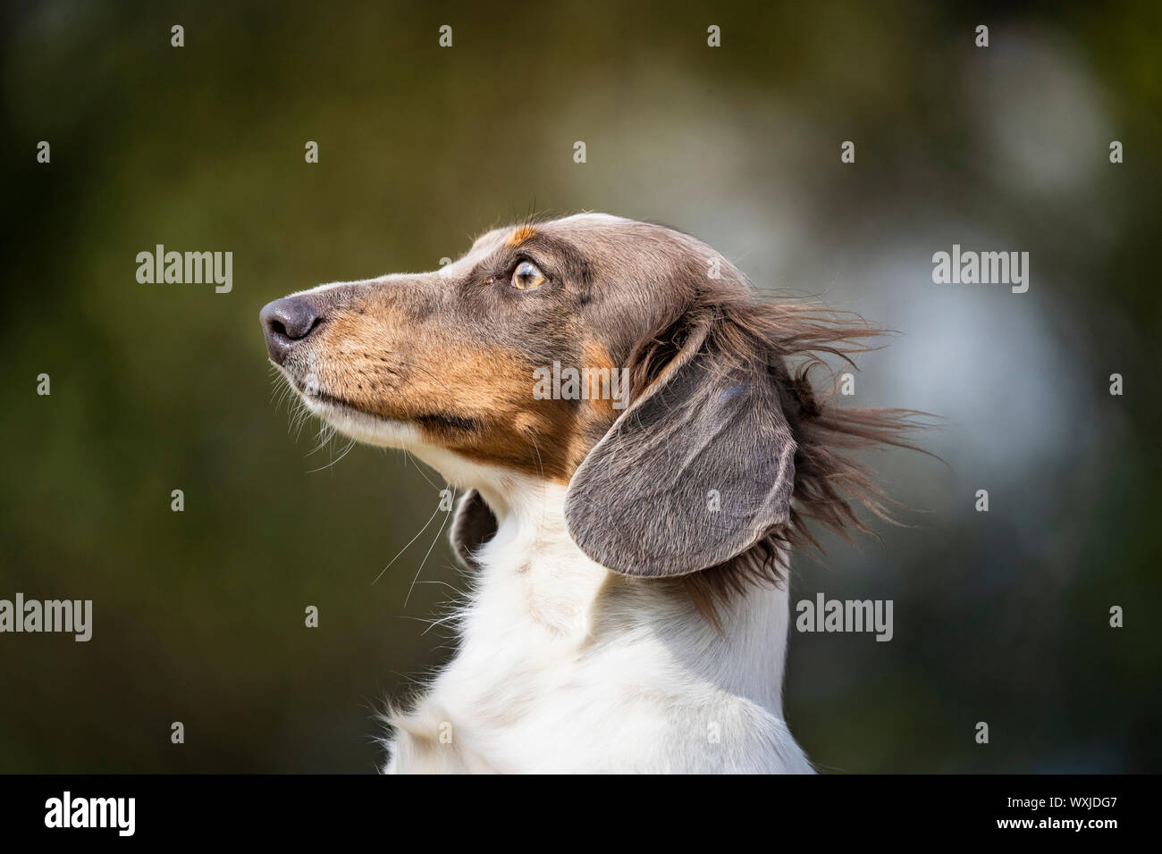 Long-haired Dachshund. Portrait of dapple adult.  Germany Stock Photo