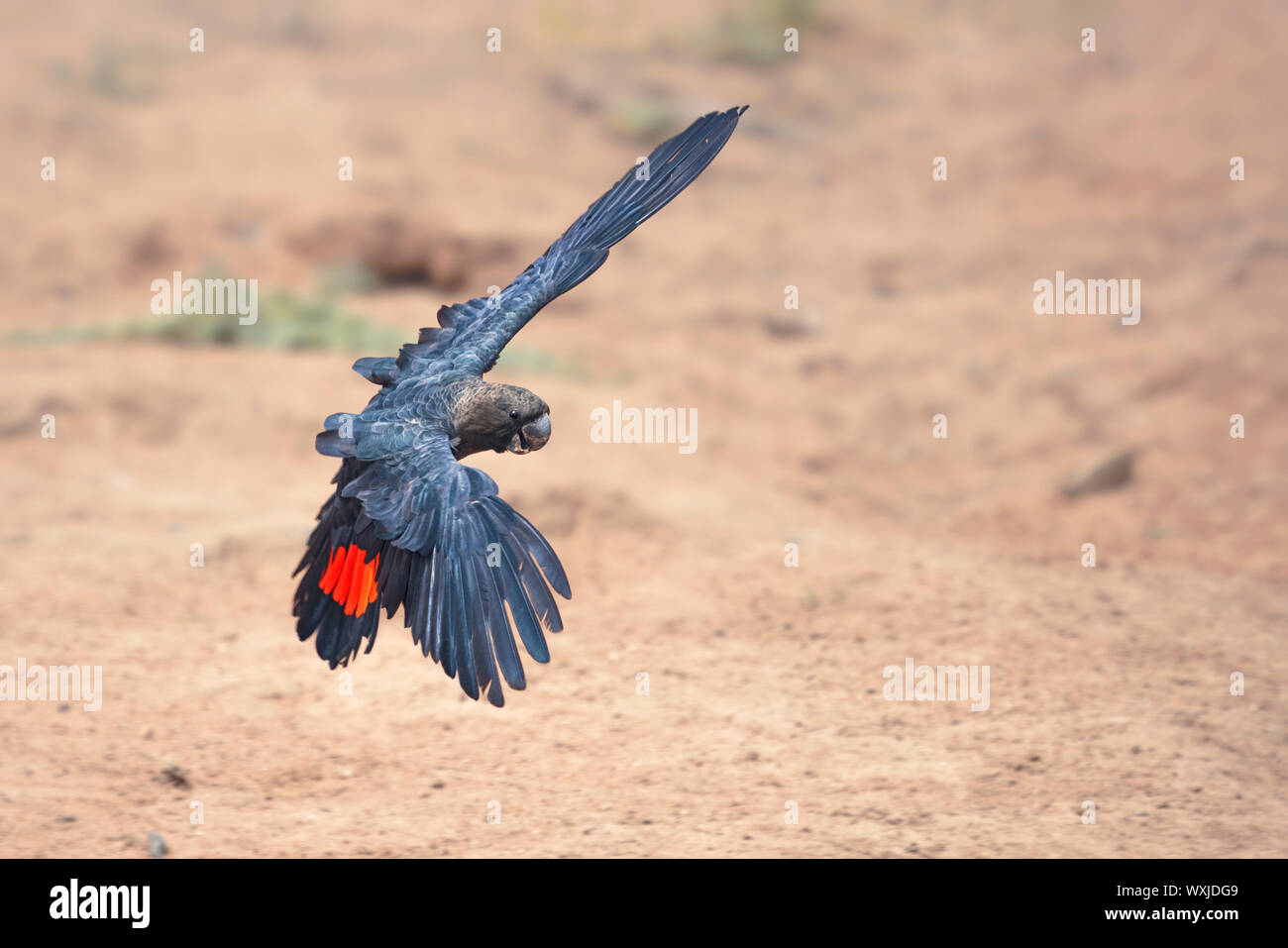 Wild glossy black cockatoo (Calyptorhynchus lathami) in flight, New South Wales, Australia Stock Photo