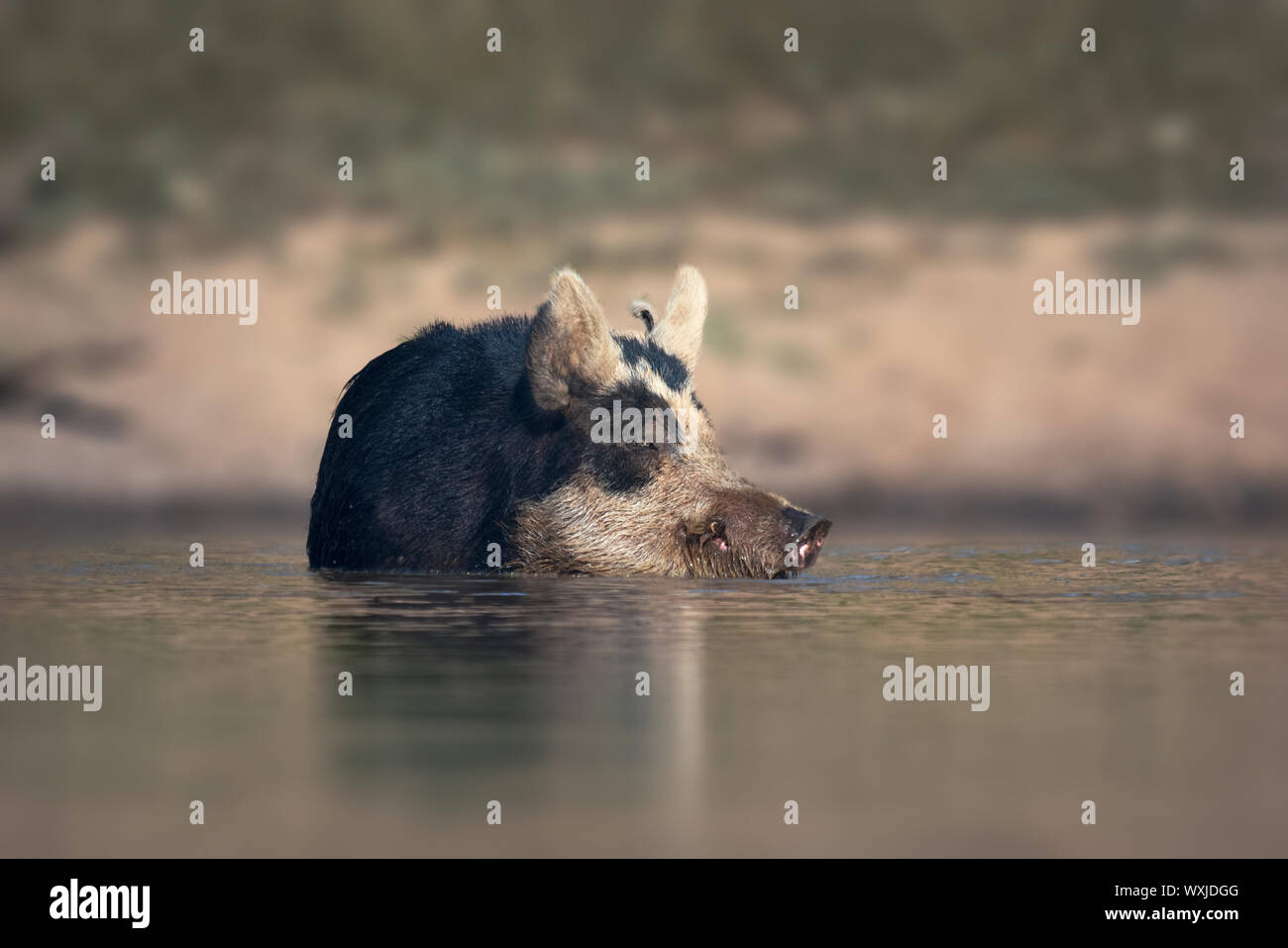 Wild feral pig sow (Sus scrofa) swimming in a lake, New South Wales, Australia Stock Photo