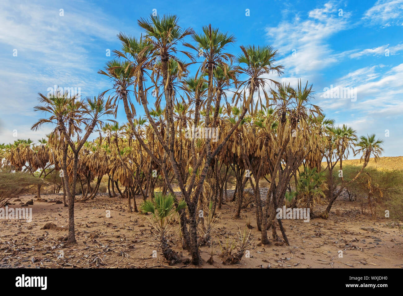 Palm trees in the desert, Saudi Arabia Stock Photo