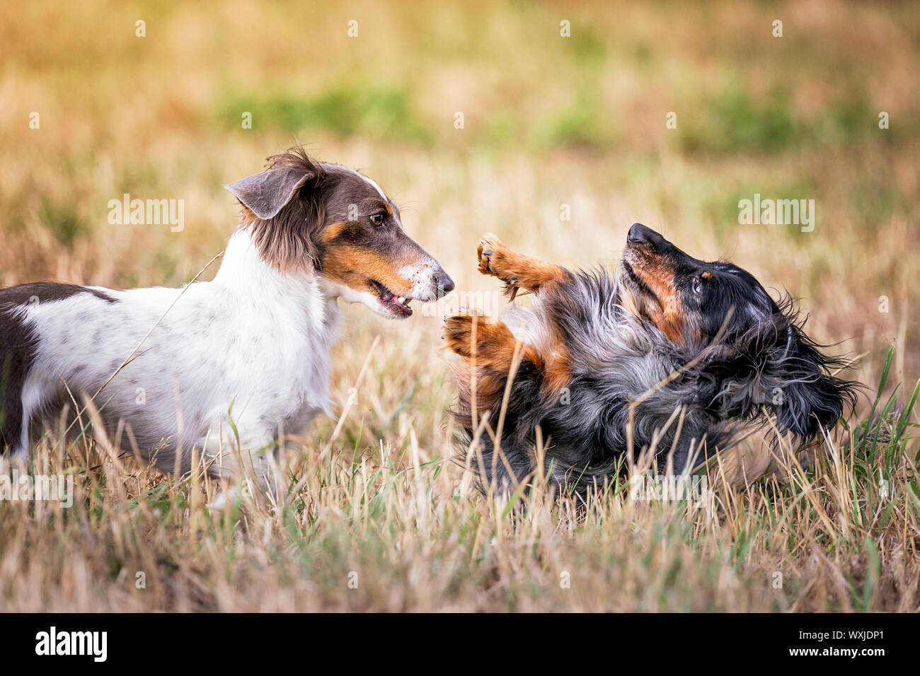 Long-haired Dachshund. Two adult dogs playing in grass, Right: merle, left: dapple.  Germany Stock Photo
