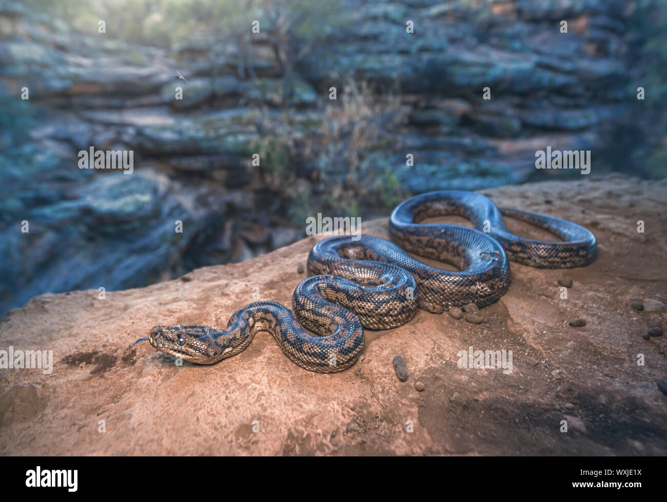 Murray Darling carpet python (Morelia spilota metcalfei) on rocks by a river, Australia Stock Photo