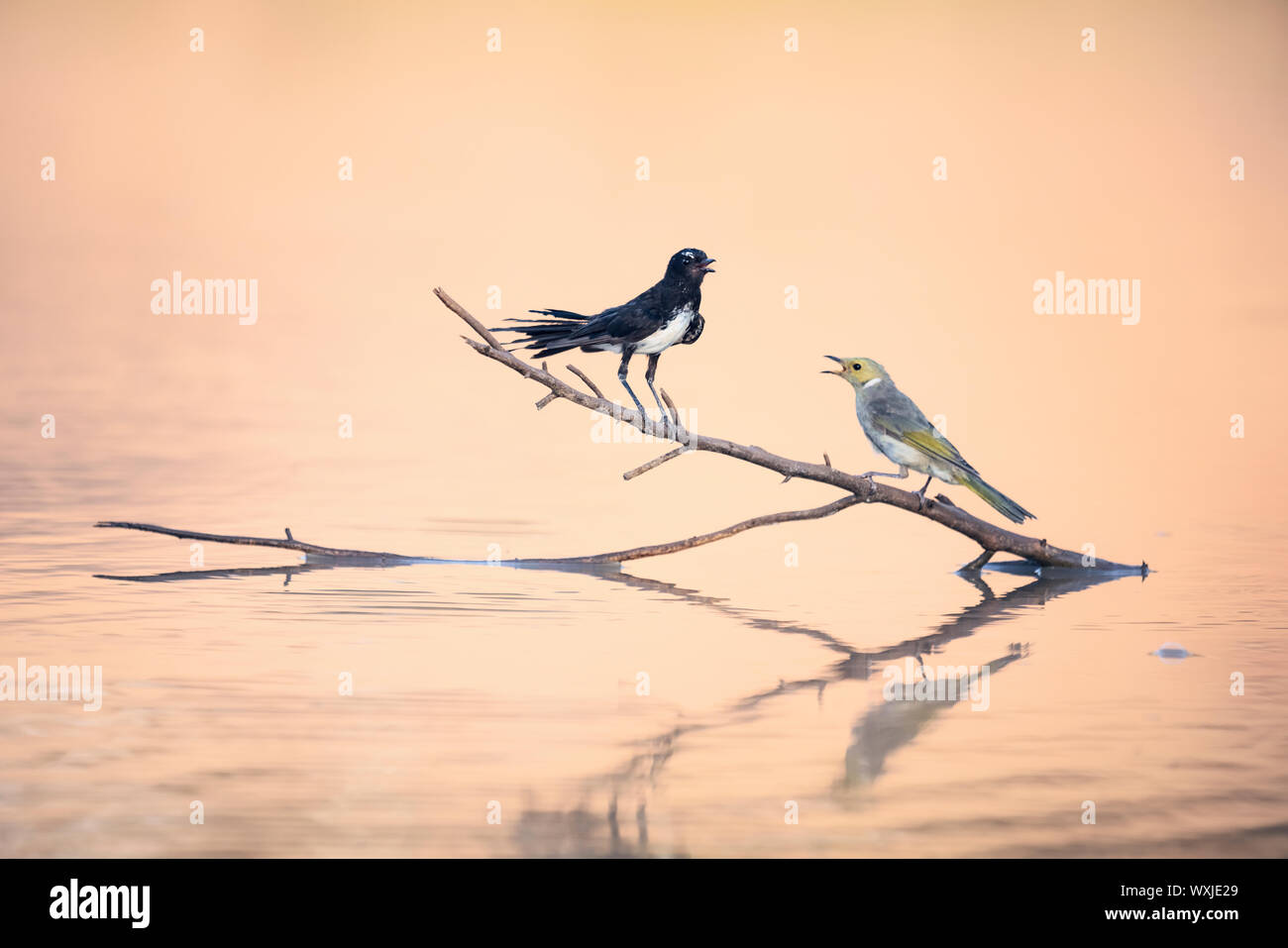 Willie wagtail (Rhipidura leucophrys) and white plumed honeyeater (Lichenostomus penicillatus) on a branch in a lake, Australia Stock Photo