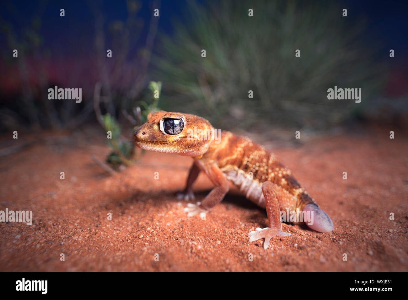 Three-lined knob-tailed gecko (Nephrurus levis) next to spinifex and mallee plants, Australia Stock Photo