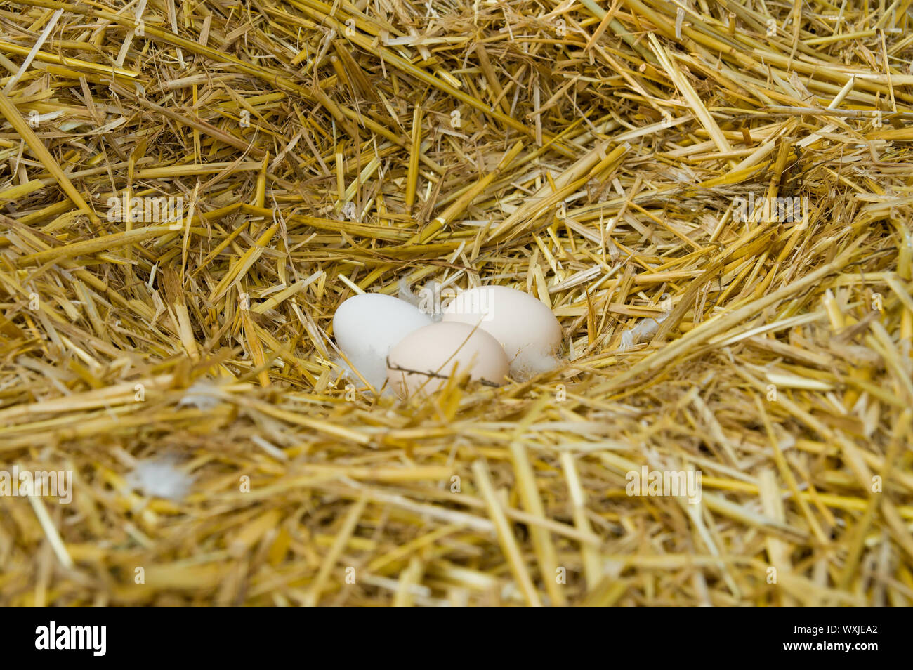 three eggs in nest in straw Stock Photo - Alamy