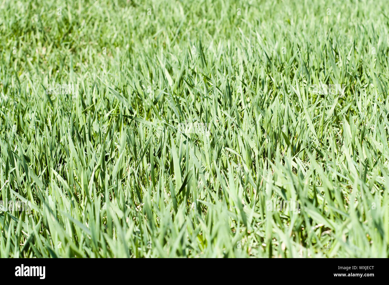 green grass cover as background Stock Photo Alamy