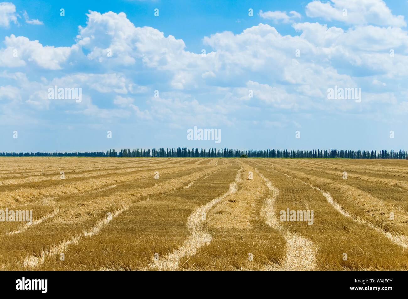 summer field after harvesting Stock Photo - Alamy