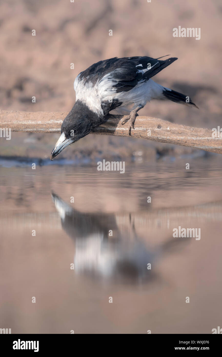 Pied butcherbird (Cracticus nigrogularis) perched on a branch drinking from a pond, Australia Stock Photo