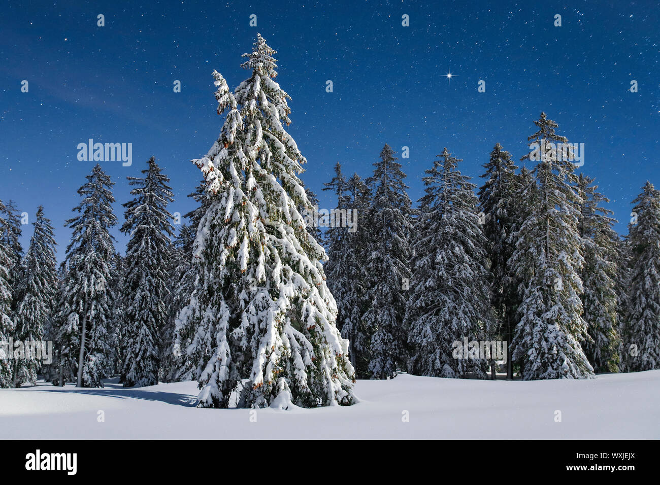 Norway Spruce (Picea abies). Snowy tree at night with starry sky. Switzerland Stock Photo