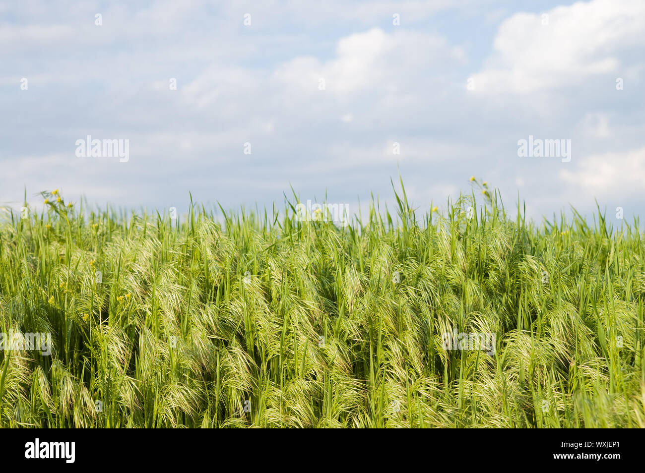 green grass under blue sky with clouds Stock Photo - Alamy