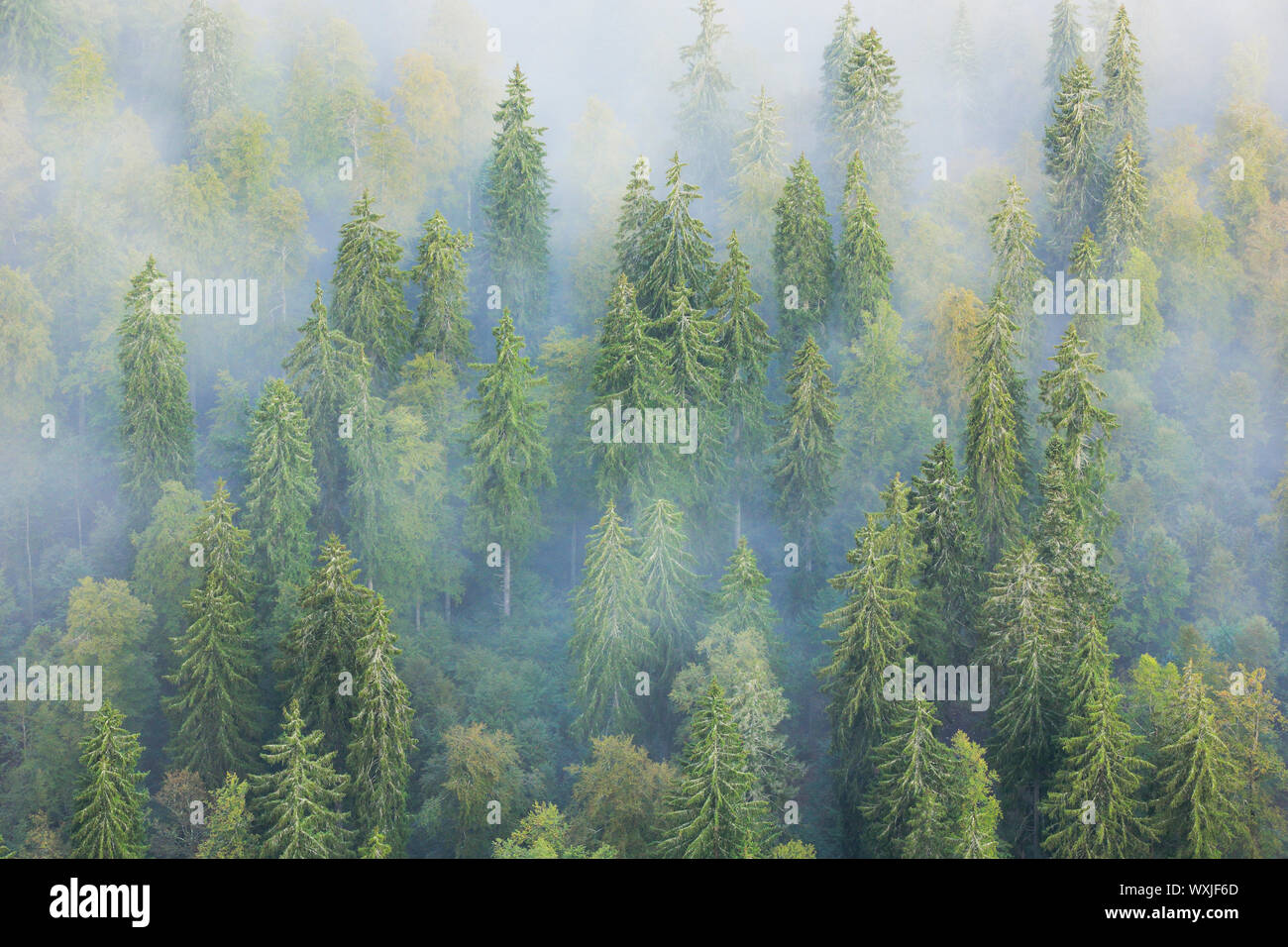 Norway Spruce (Picea abies). Forest in fog. Neuenburg, Switzerland Stock Photo