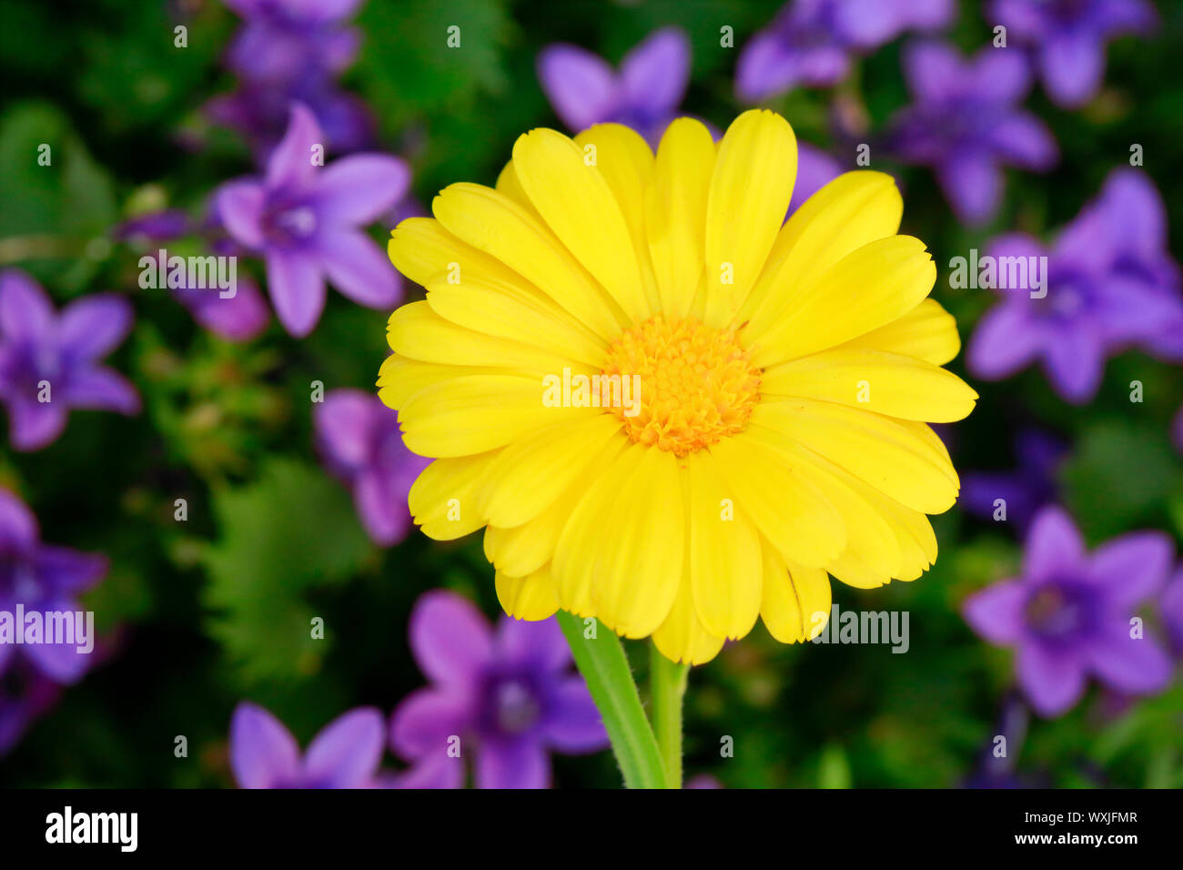 Marigold, English Marigold (Calendula officinalis). Single yellow flower. Switzerland Stock Photo