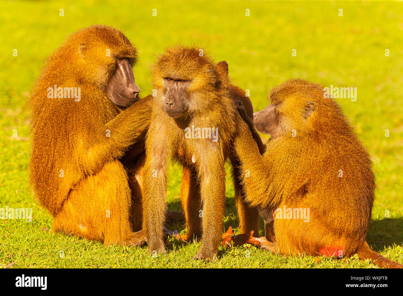 Guinea Baboon (Papio papio) Family Together Grooming each other Stock Photo