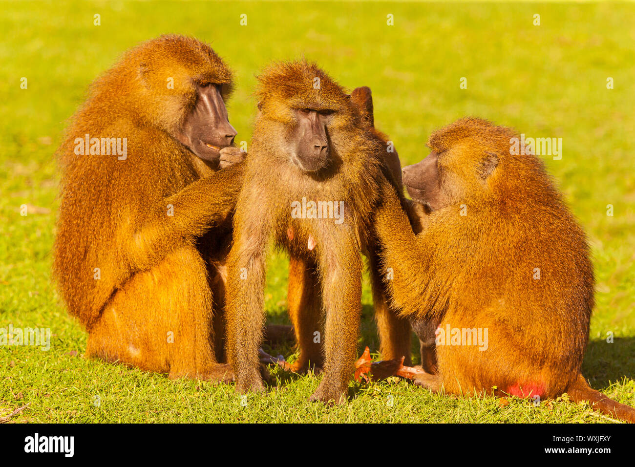 Guinea Baboon (Papio papio) Family Together Grooming each other Stock Photo