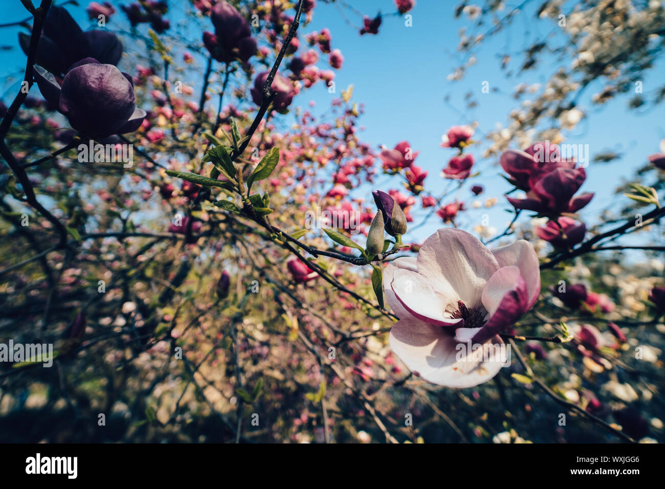 Flowers of pink magnolia. Magnolia tree blossom Stock Photo - Alamy