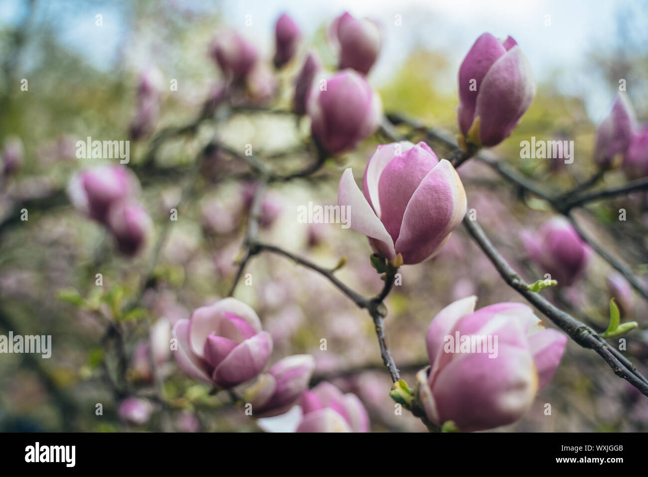 Flowers of pink magnolia. Magnolia tree blossom Stock Photo - Alamy