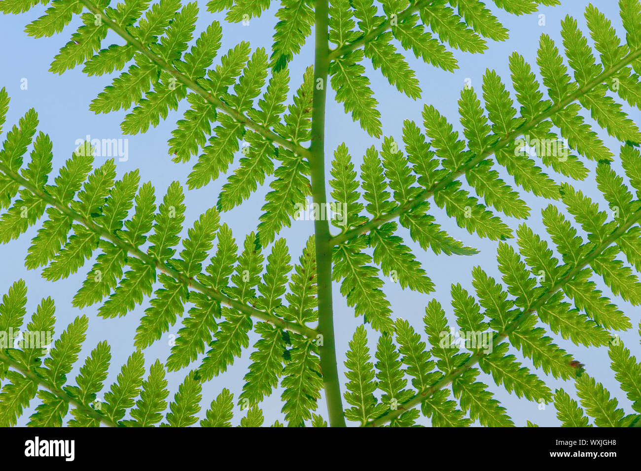 Close-up of fern frond. Switzerland Stock Photo