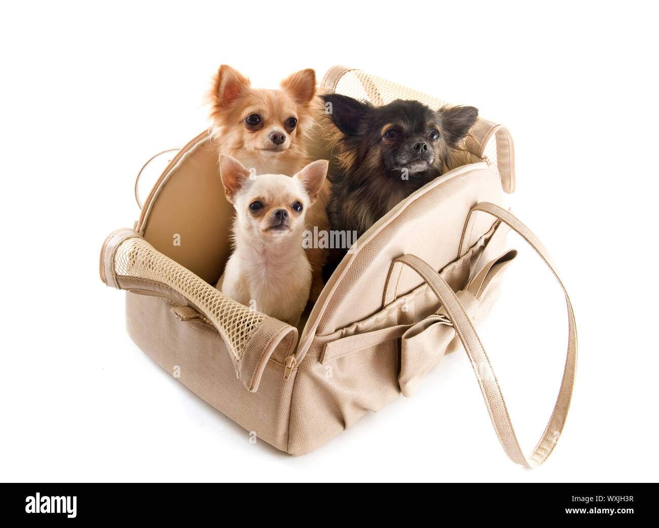 travel bag with chihuahuas in front of white background Stock Photo - Alamy
