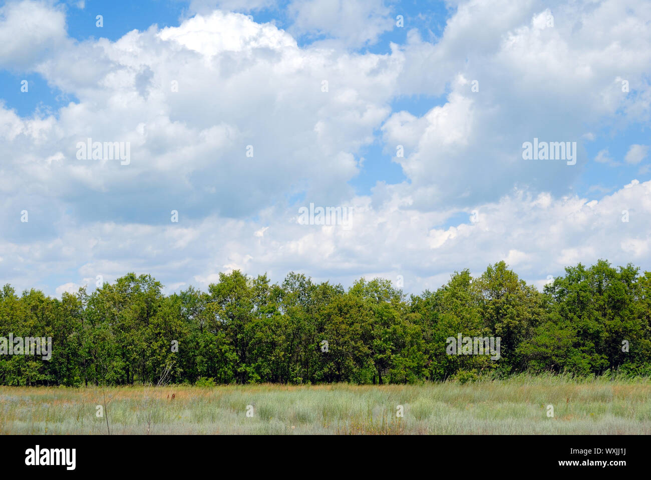Trees in the field against the blue sky with clouds Stock Photo - Alamy