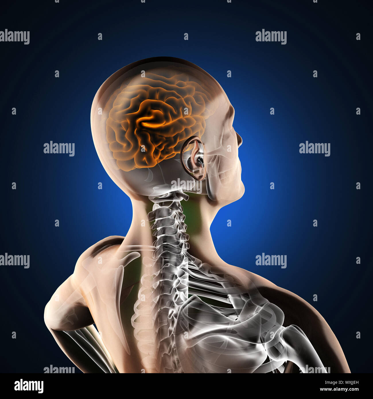 human brain radiography scan Stock Photo - Alamy