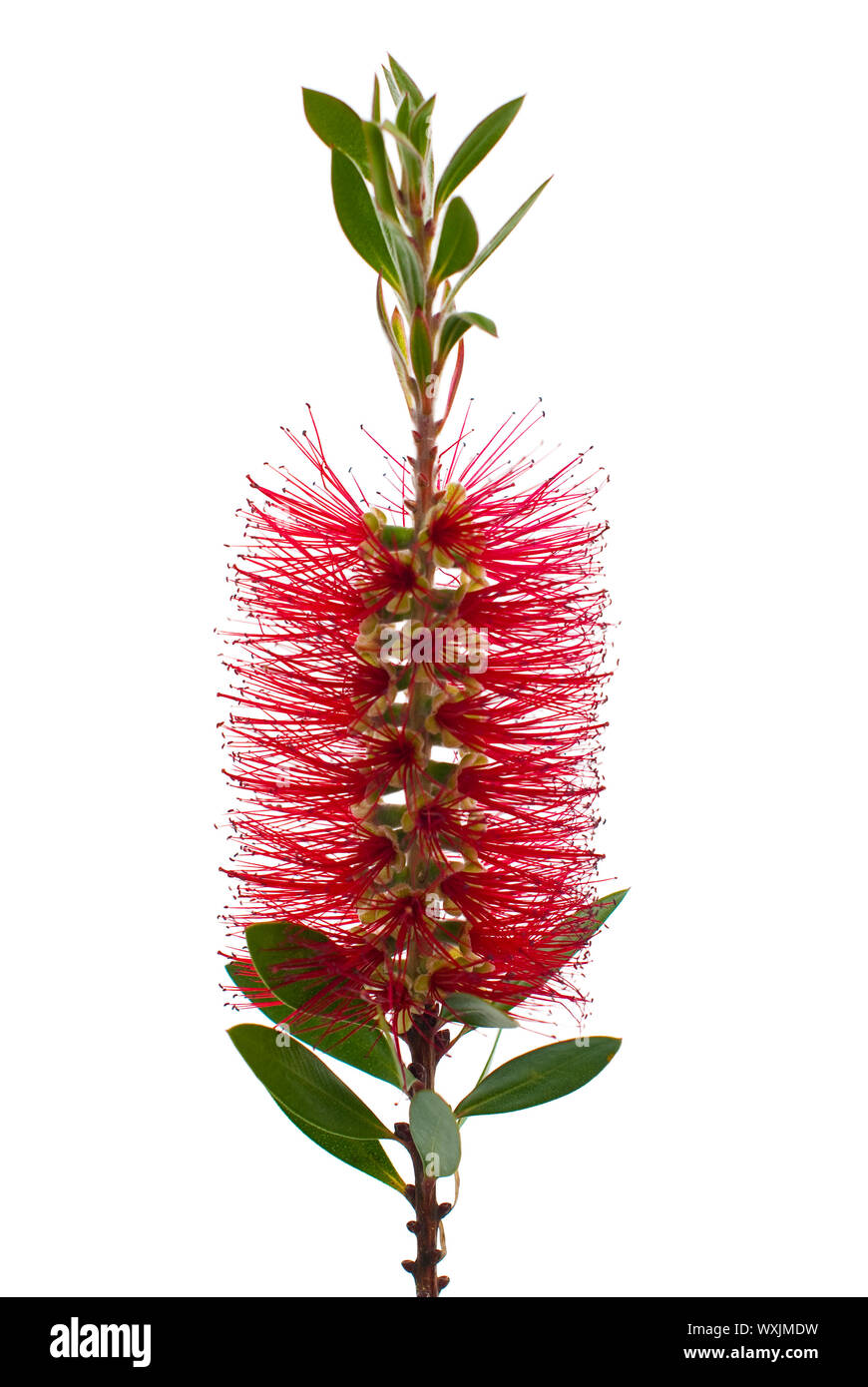 Red bottlebrush tree branch isolated on white background Stock Photo