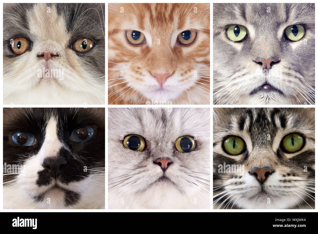 six portrait of purebred cats in studio Stock Photo - Alamy