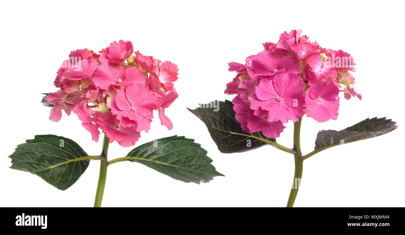 Lacecap Hydrangea (macrophylla normalis) isolated on white background. Stock Photo