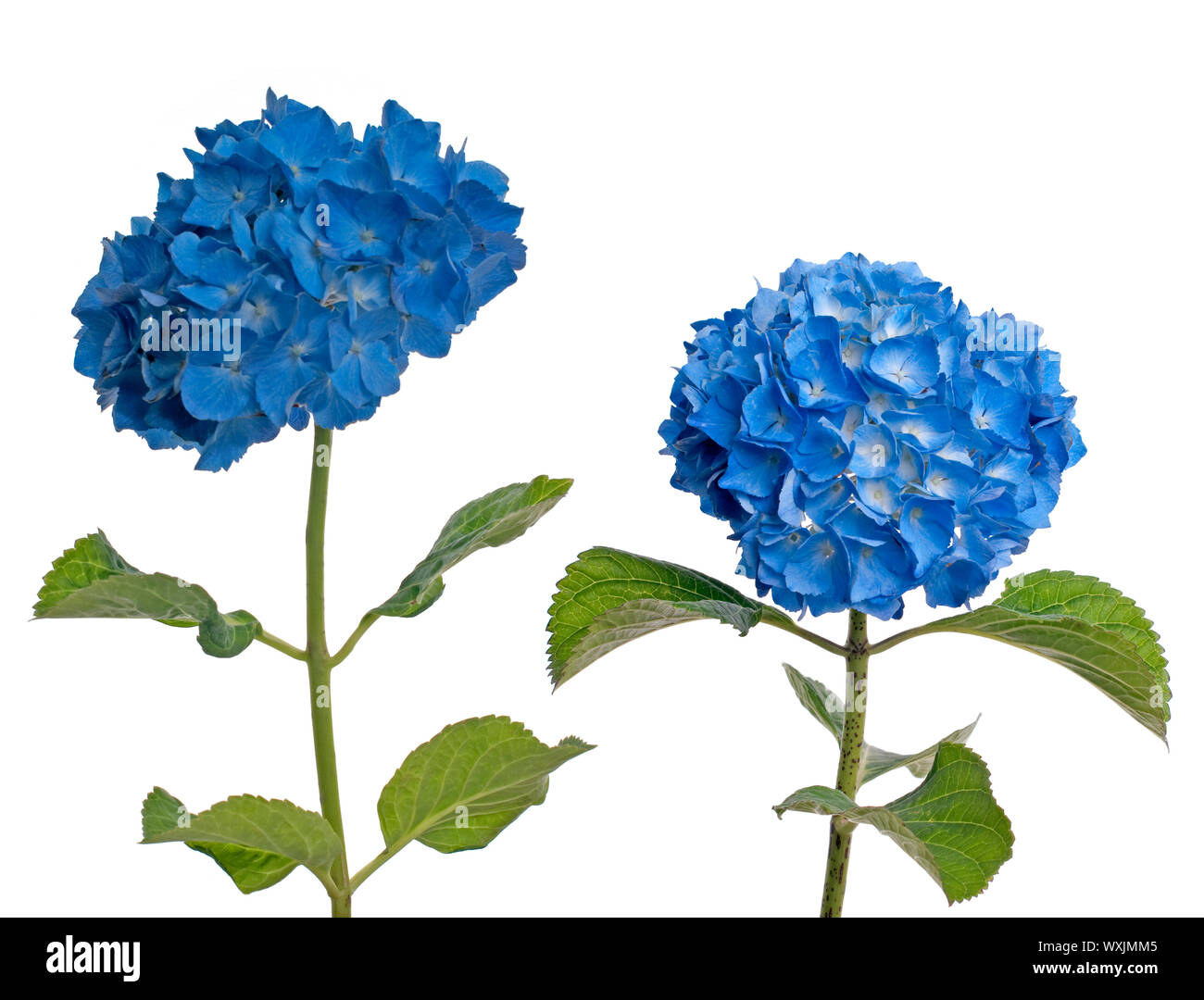 Lacecap Hydrangea (macrophylla normalis) isolated on white background. Stock Photo