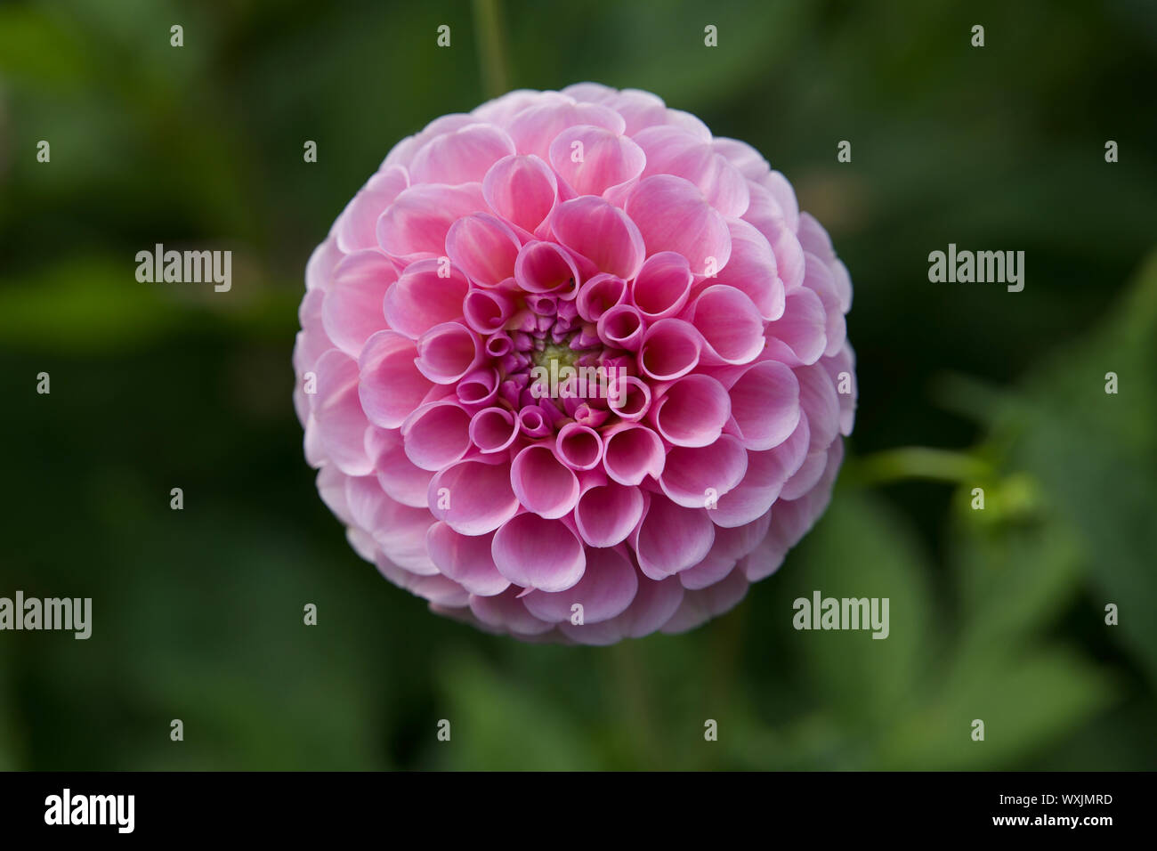 Dahlia Pinnata Stock Photo