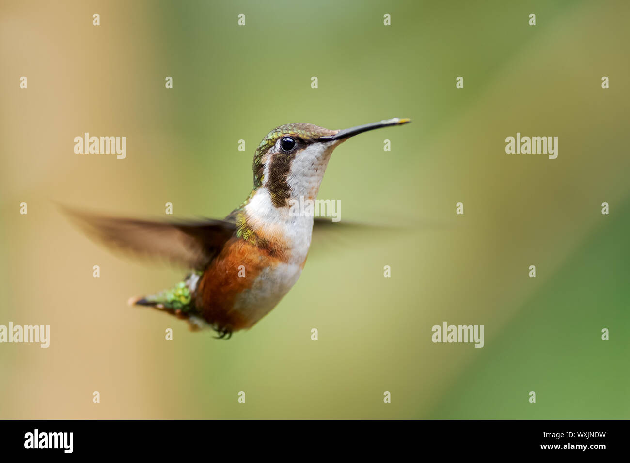 White-bellied Woodstar - Chaetocercus mulsant, beautiful colored tiny hummingbird from Andean slopes of South America, Guango Lodge, Ecuador. Stock Photo