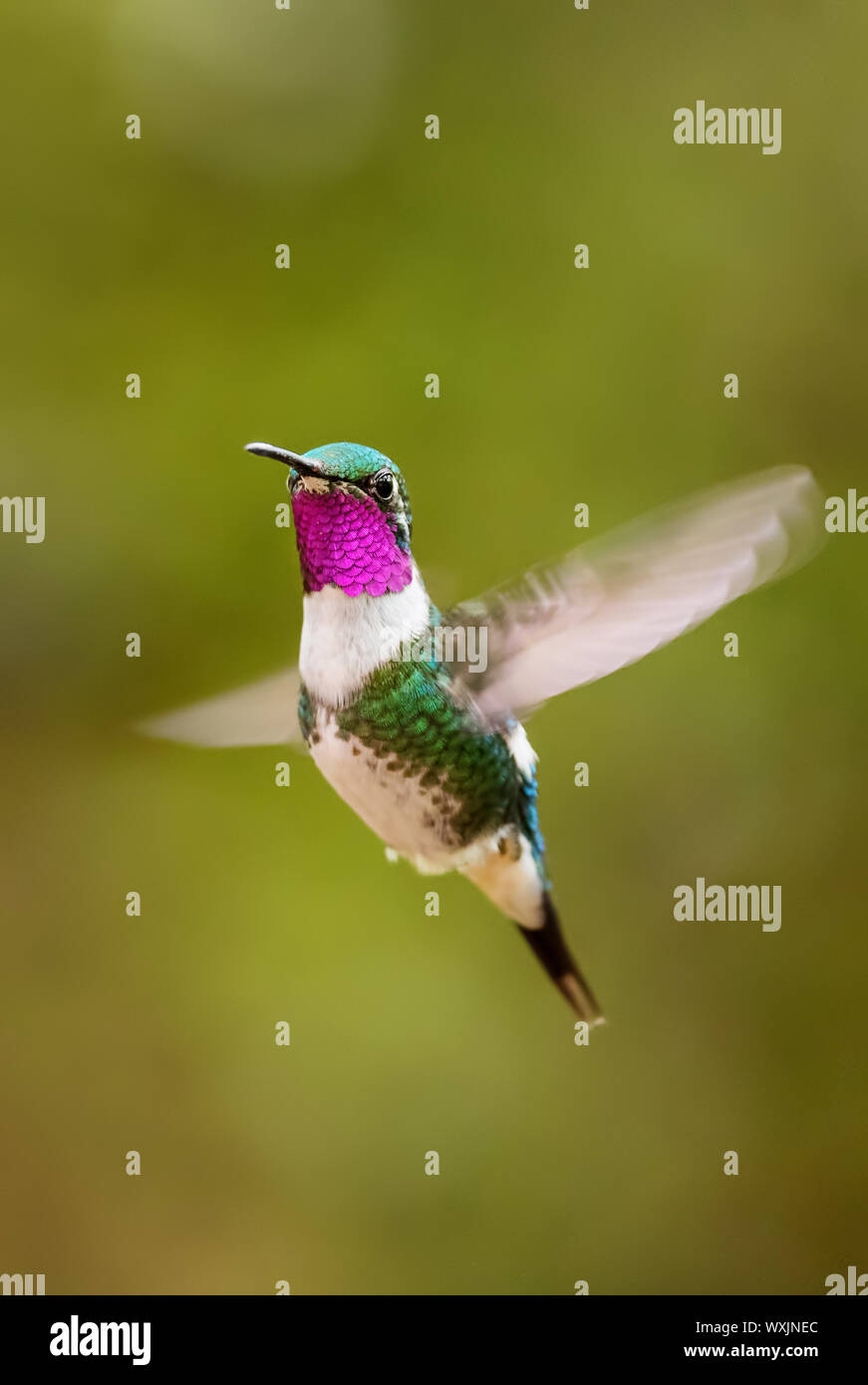 White-bellied Woodstar - Chaetocercus mulsant, beautiful colored tiny hummingbird from Andean slopes of South America, Guango Lodge, Ecuador. Stock Photo