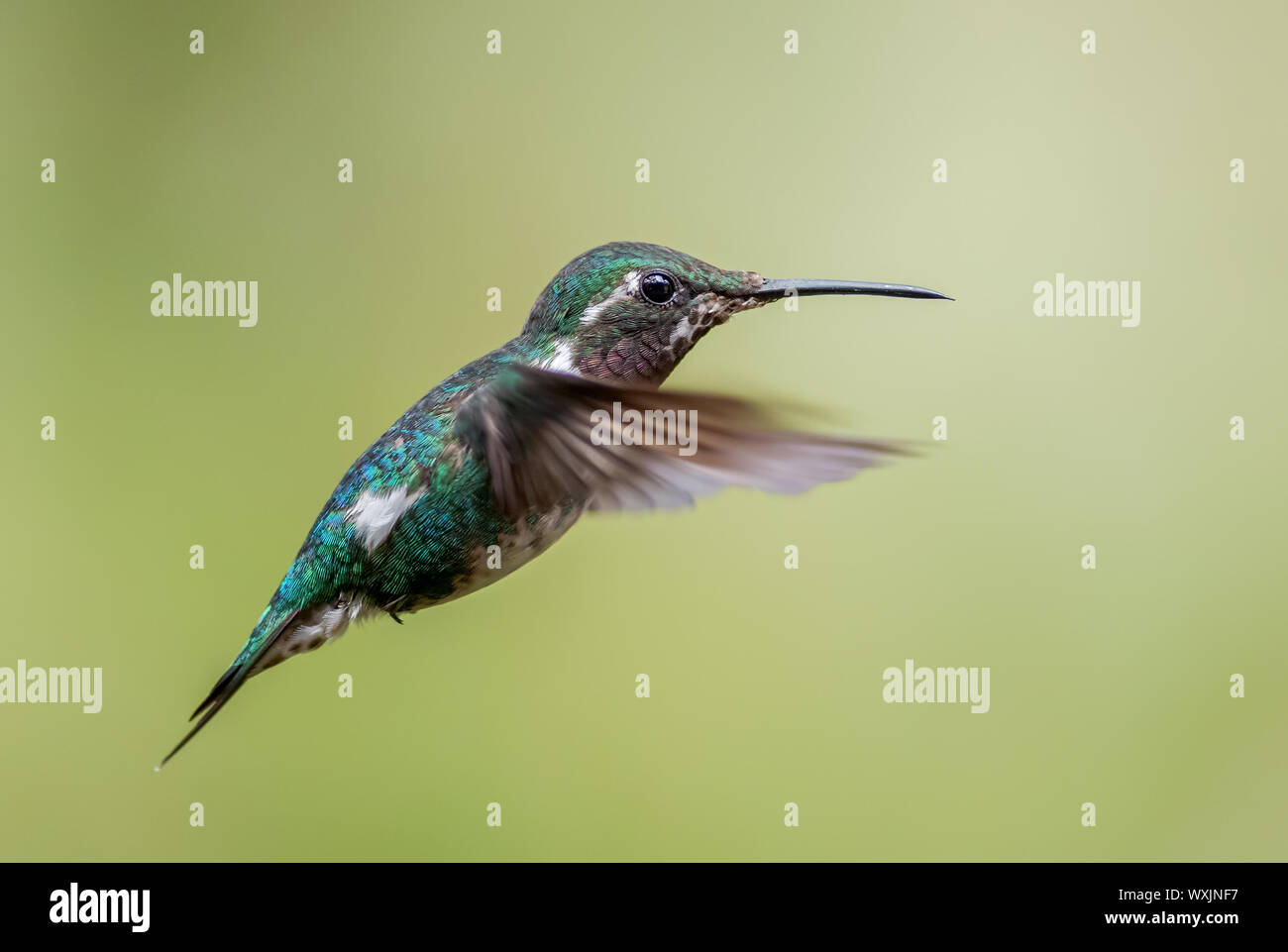 White-bellied Woodstar - Chaetocercus mulsant, beautiful colored tiny hummingbird from Andean slopes of South America, Guango Lodge, Ecuador. Stock Photo